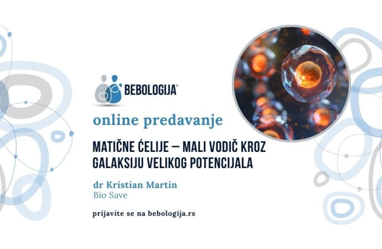 BEBOLOGIJA ONLAJN: Matične ćelije, mali vodič kroz galaksiju velikog potencijala