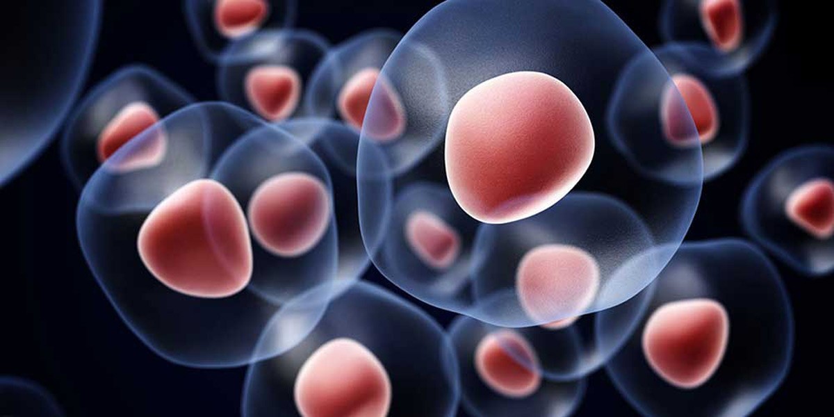 Šta leče matične ćelije